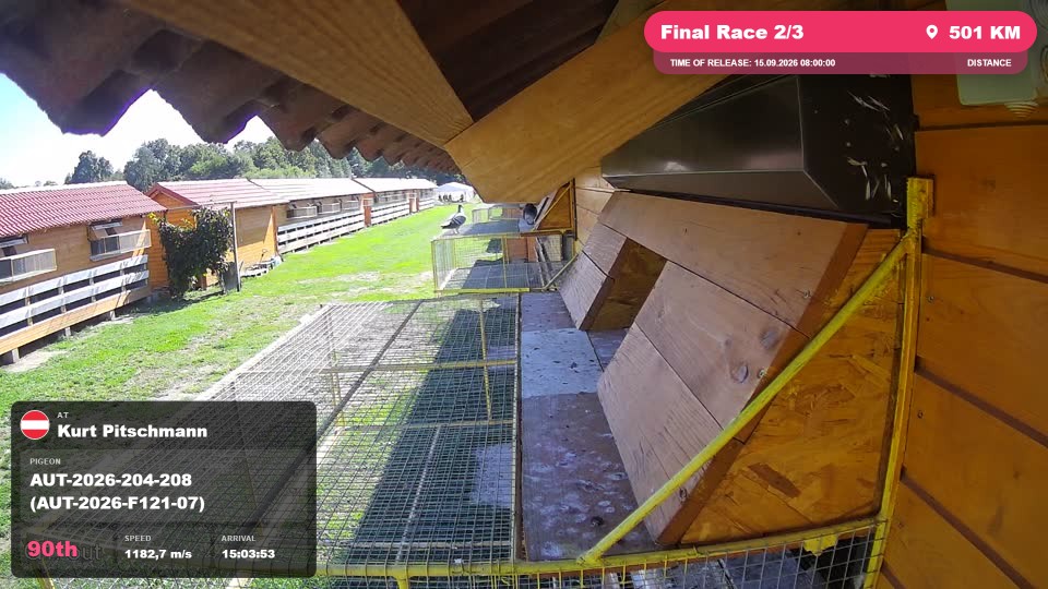 Pigeon Arrival Image For Race Final Race 2/3