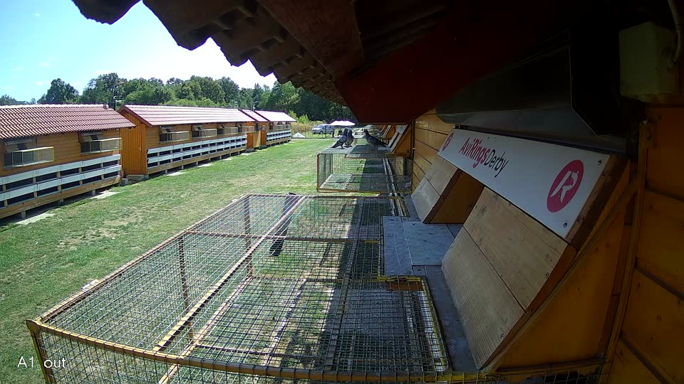 Pigeon Arrival Image For Race Race 5