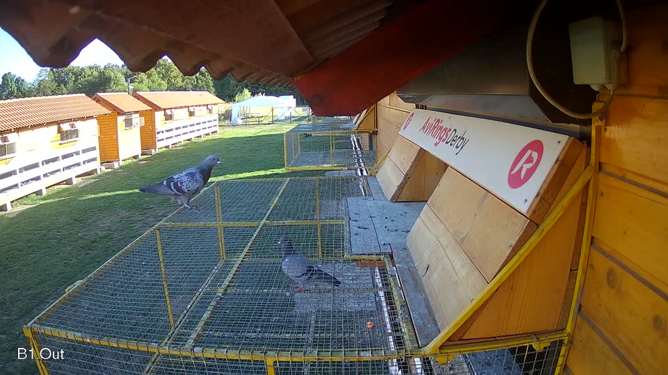Pigeon Arrival Image For Race Final Race 1/3