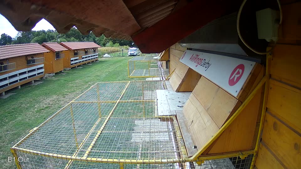 Pigeon Arrival Image For Race Race 4