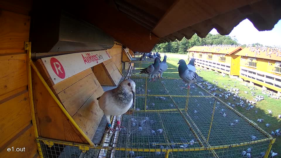 Pigeon Arrival Image For Race Race 1