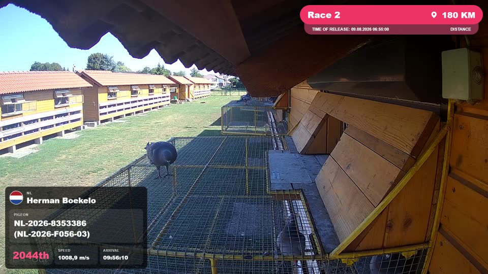 Pigeon Arrival Image For Race Race 2