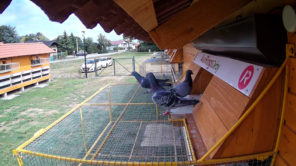 Pigeon Arrival Image For Race Race 4