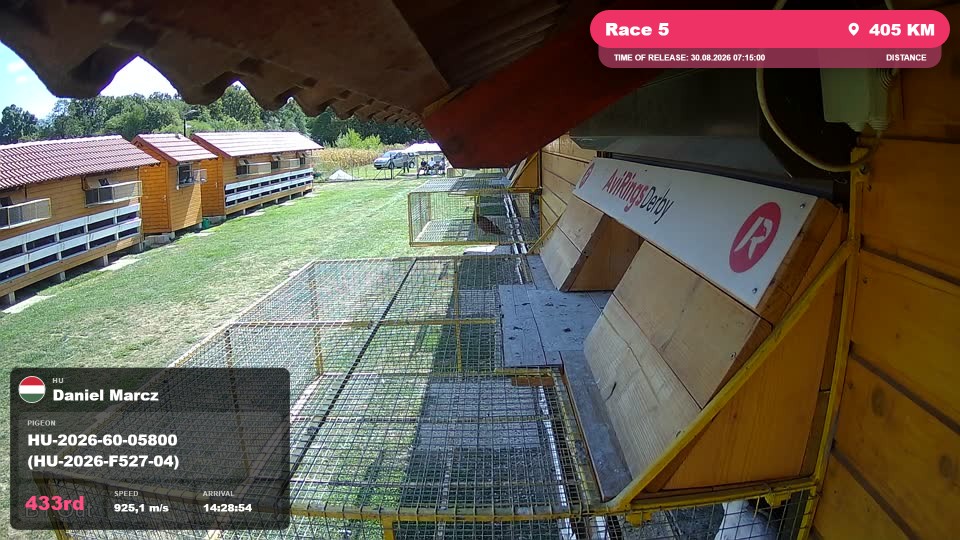 Pigeon Arrival Image For Race Race 5