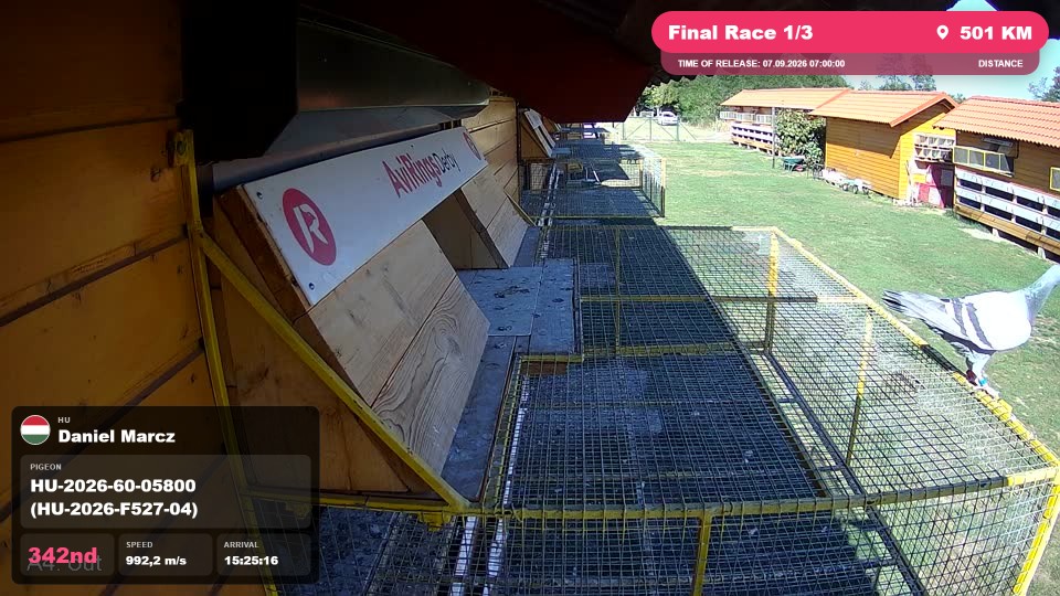 Pigeon Arrival Image For Race Final Race 1/3