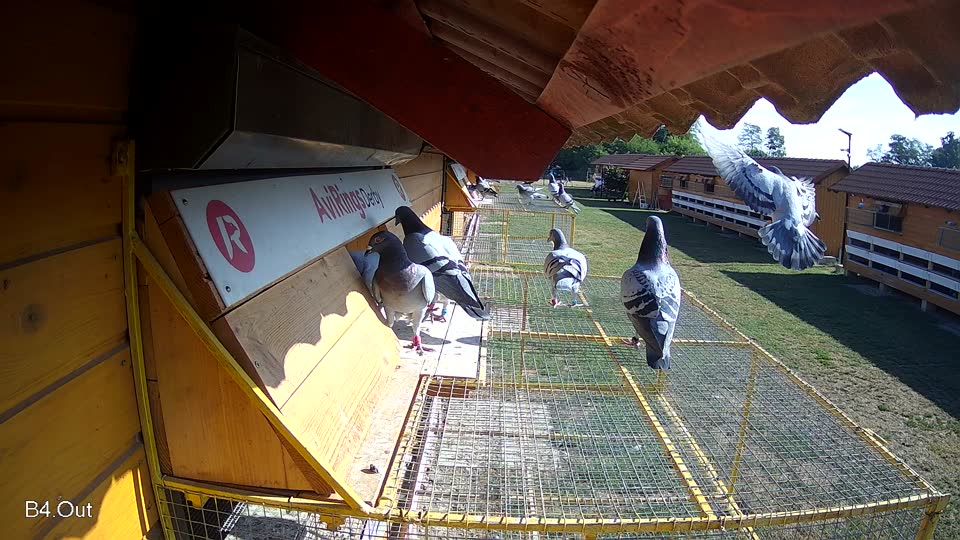 Pigeon Arrival Image For Race Race 2