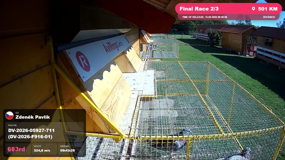 Pigeon Arrival Image For Race Final Race 2/3