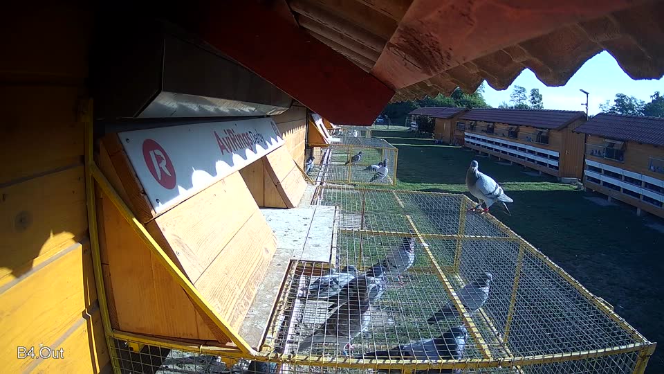Pigeon Arrival Image For Race Race 5