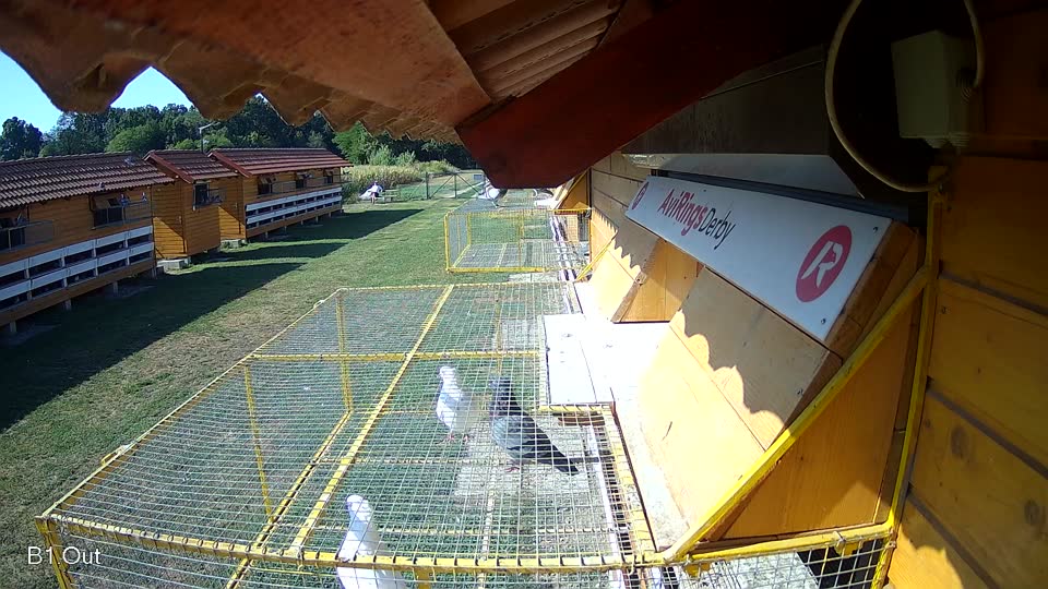 Pigeon Arrival Image For Race Race 2