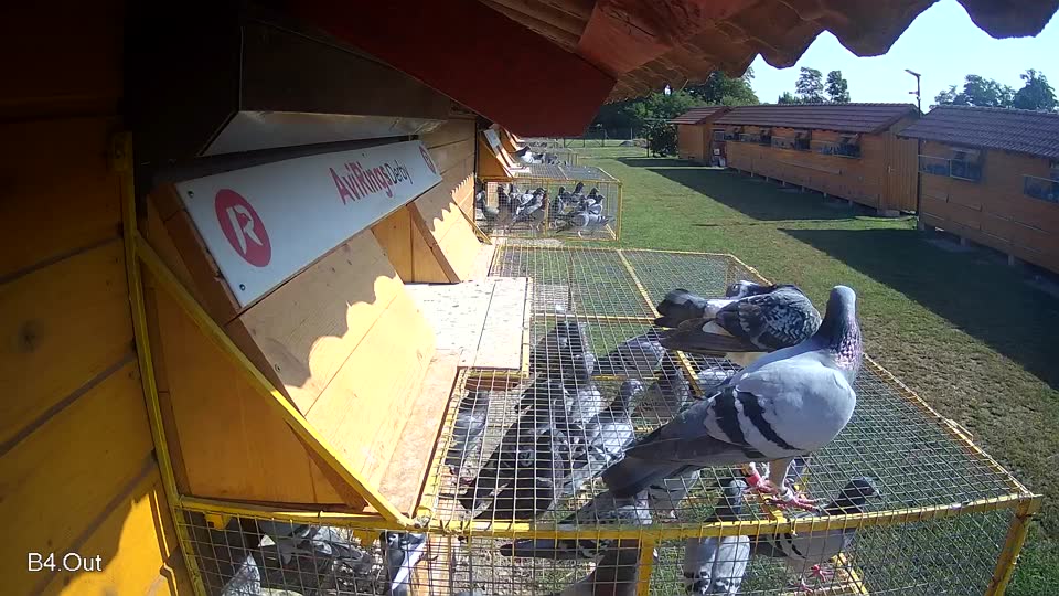 Pigeon Arrival Image For Race Race 3