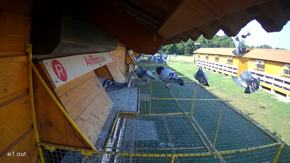 Pigeon Arrival Image For Race Race 1