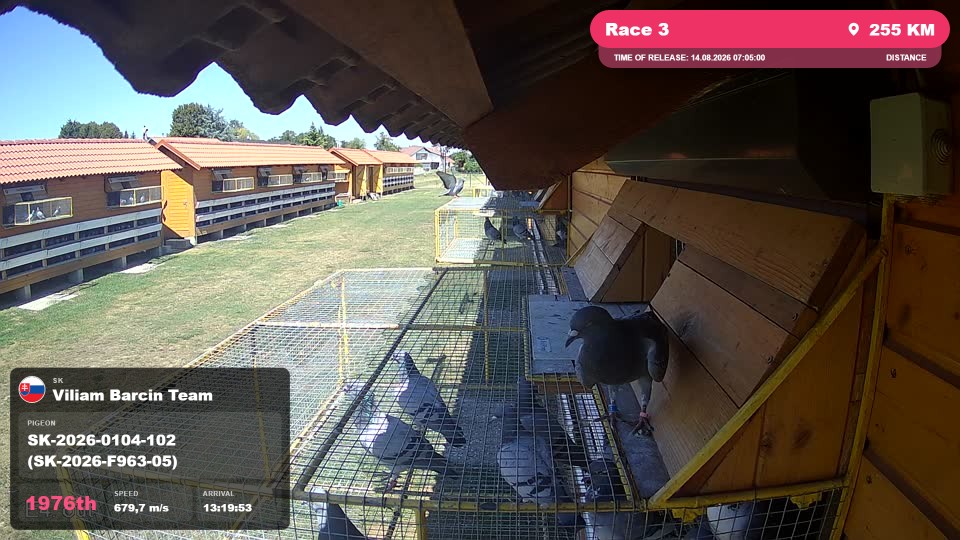 Pigeon Arrival Image For Race Race 3