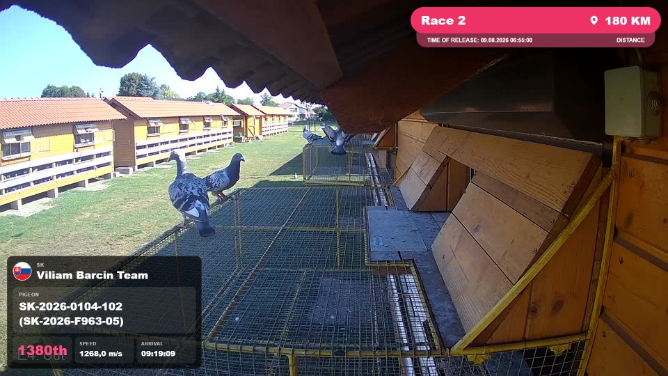 Pigeon Arrival Image For Race Race 2