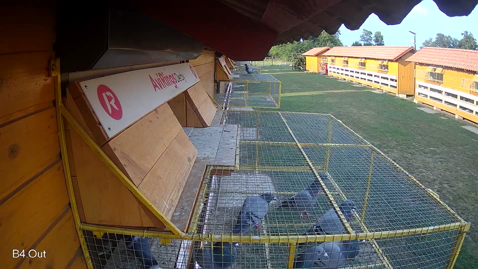 Pigeon Arrival Image For Race Race 4