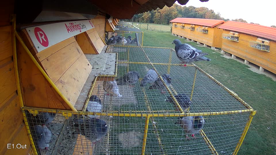 Pigeon Arrival Image For Race Race 5