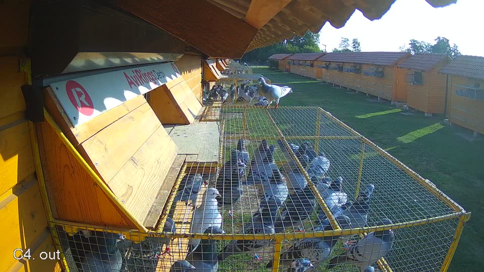 Pigeon Arrival Image For Race Race 1