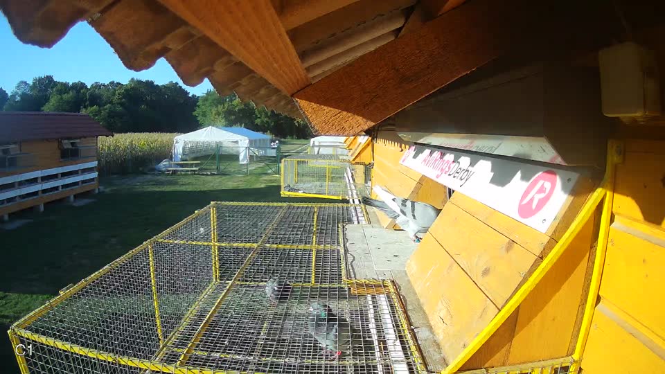 Pigeon Arrival Image For Race Final Race 1/3