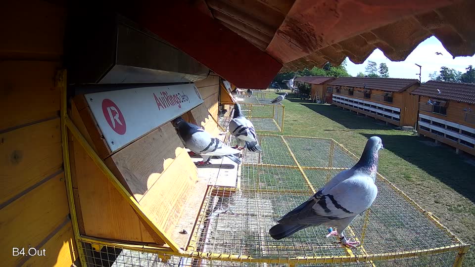 Pigeon Arrival Image For Race Race 2