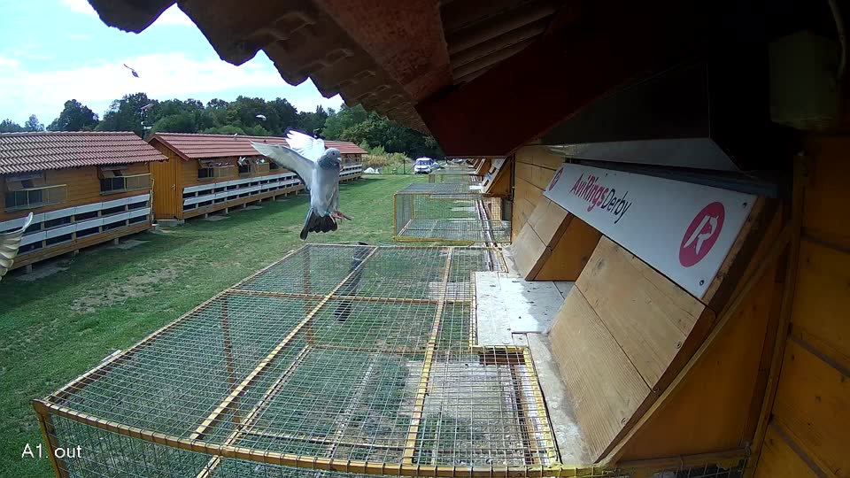 Pigeon Arrival Image For Race Race 4