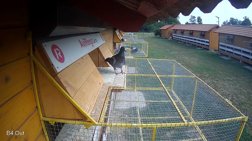 Pigeon Arrival Image For Race Race 4