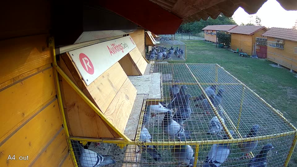 Pigeon Arrival Image For Race Race 1