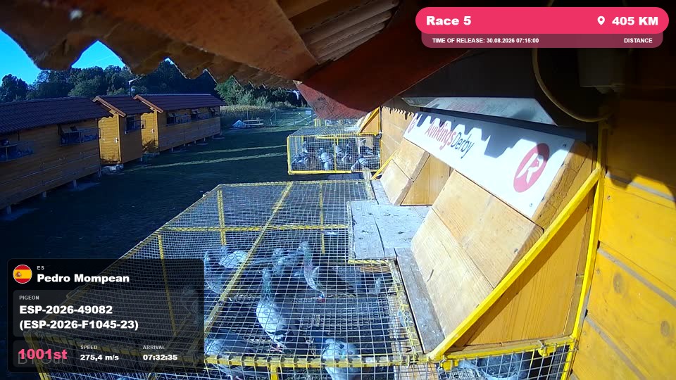 Pigeon Arrival Image For Race Race 5