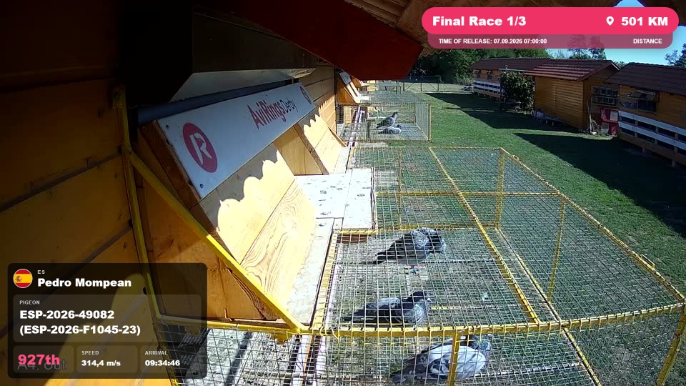 Pigeon Arrival Image For Race Final Race 1/3
