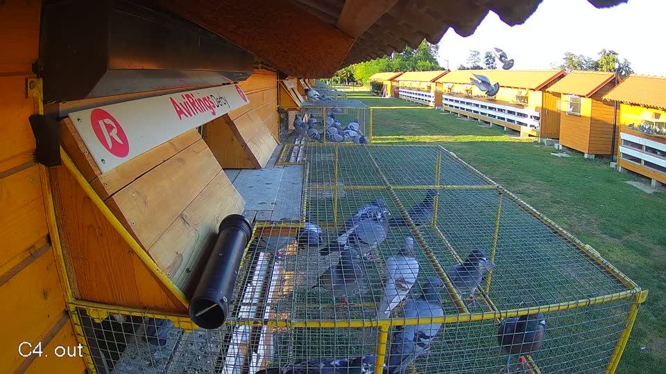 Pigeon Arrival Image For Race Race 2