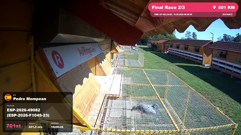 Pigeon Arrival Image For Race Final Race 2/3