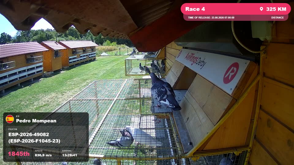 Pigeon Arrival Image For Race Race 4
