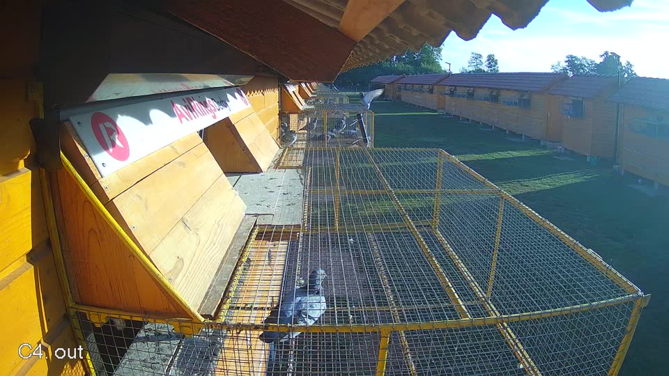 Pigeon Arrival Image For Race Race 5