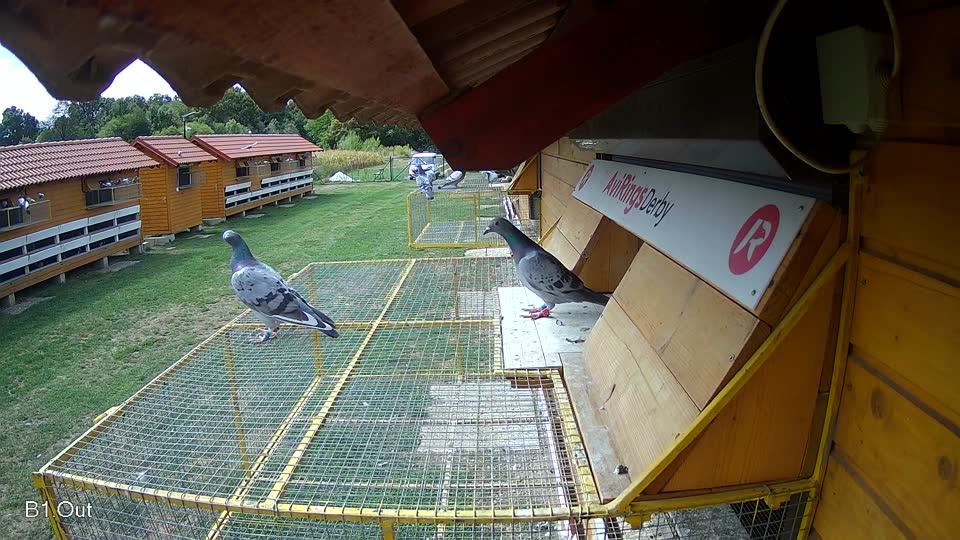 Pigeon Arrival Image For Race Race 4