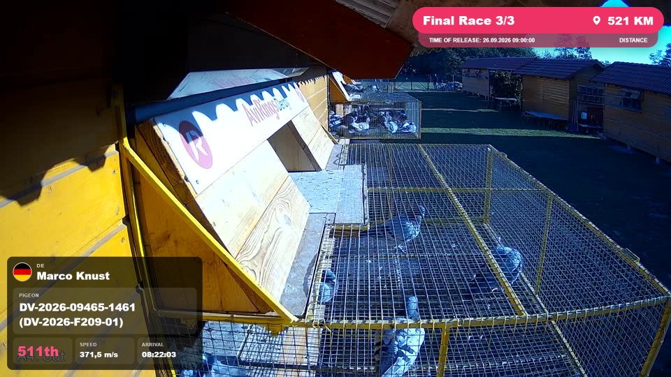 Pigeon Arrival Image For Race Final Race 3/3
