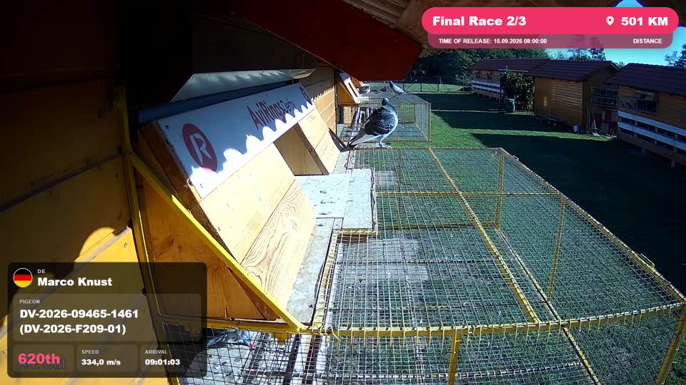 Pigeon Arrival Image For Race Final Race 2/3