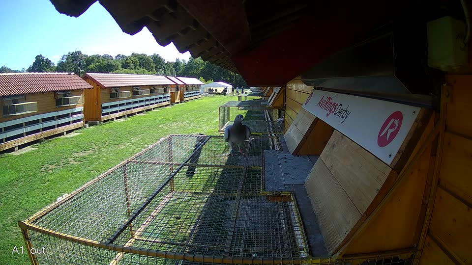 Pigeon Arrival Image For Race Final Race 2/3