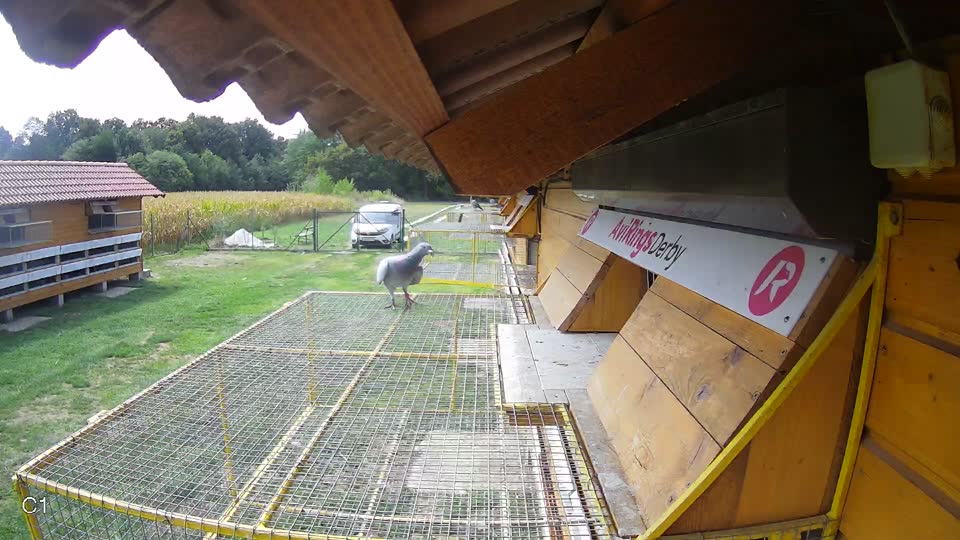 Pigeon Arrival Image For Race Race 4