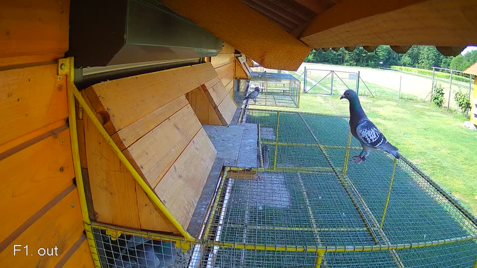 Pigeon Arrival Image For Race Race 1
