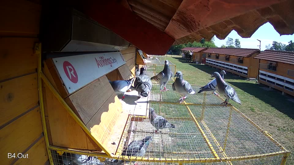 Pigeon Arrival Image For Race Race 2