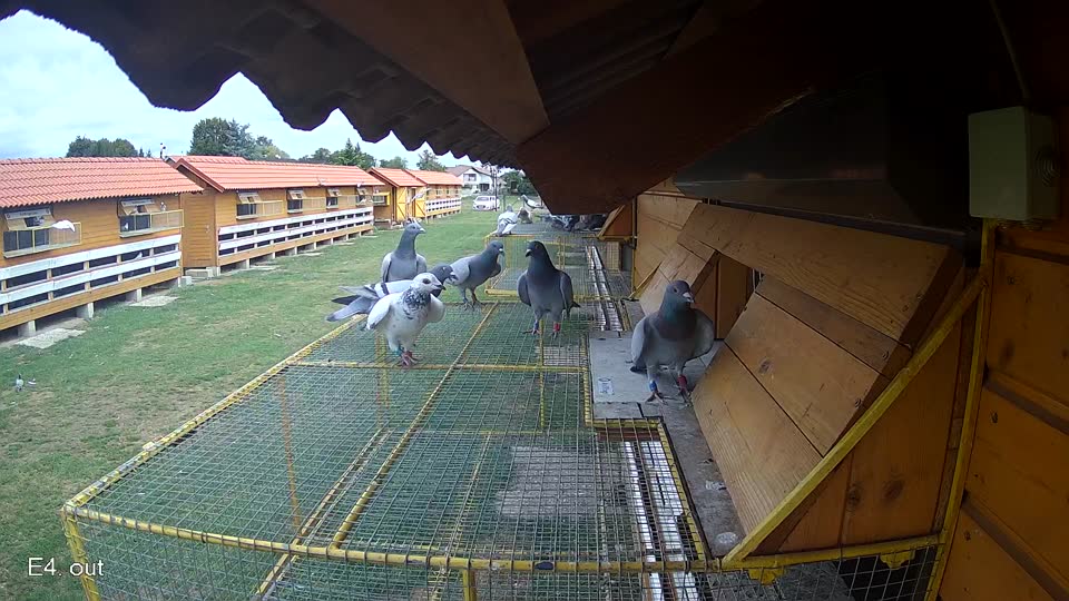 Pigeon Arrival Image For Race Race 4