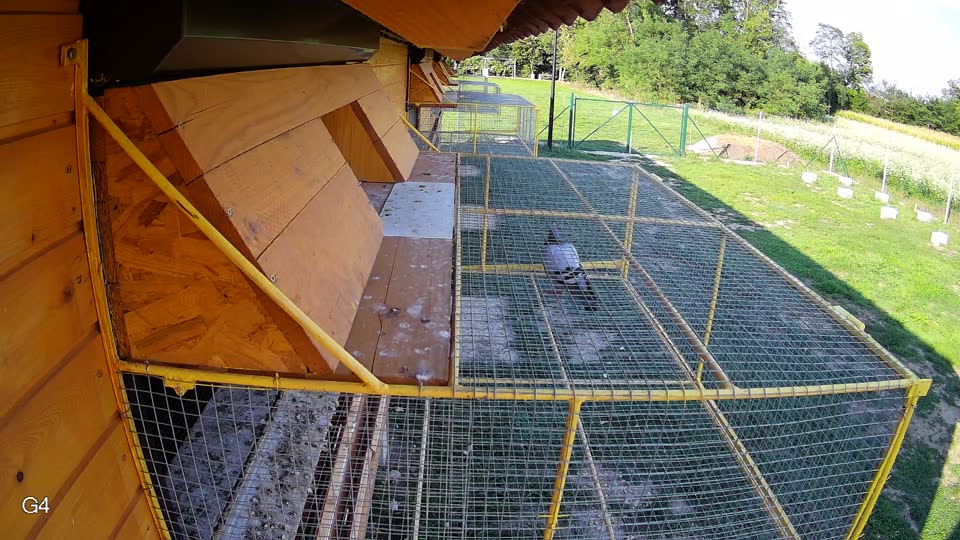 Pigeon Arrival Image For Race Race 6