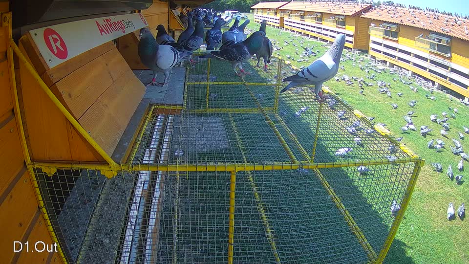 Pigeon Arrival Image For Race Race 3