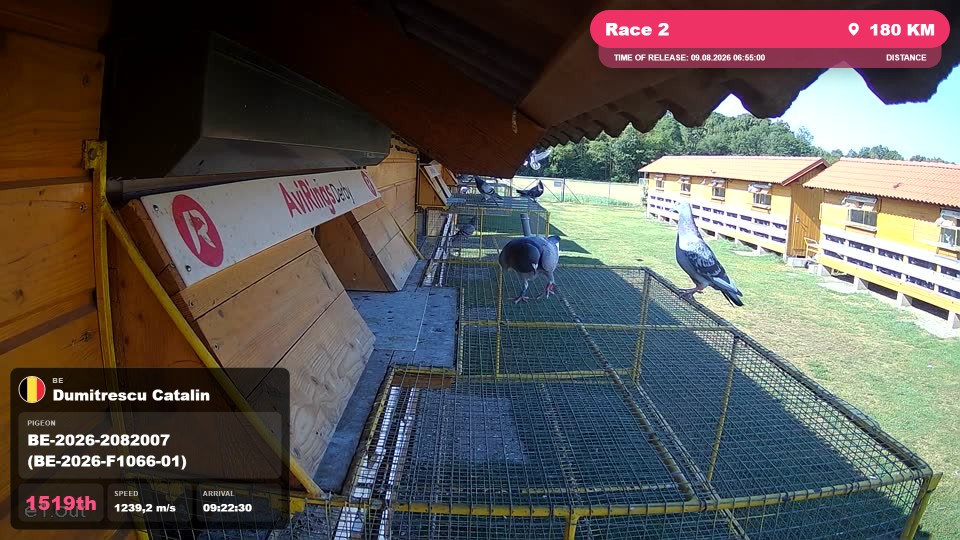 Pigeon Arrival Image For Race Race 2