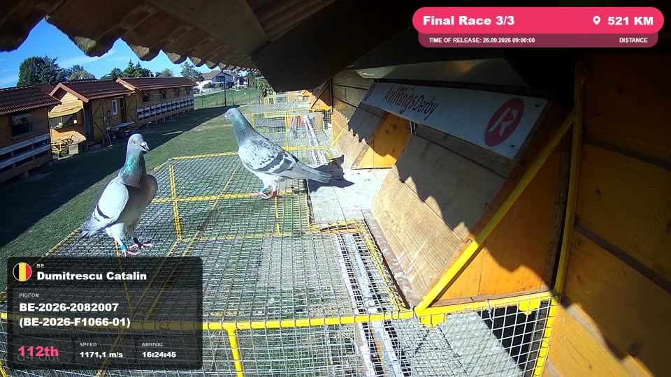 Pigeon Arrival Image For Race Final Race 3/3