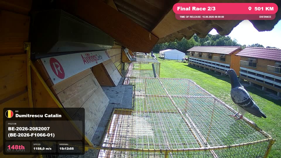 Pigeon Arrival Image For Race Final Race 2/3