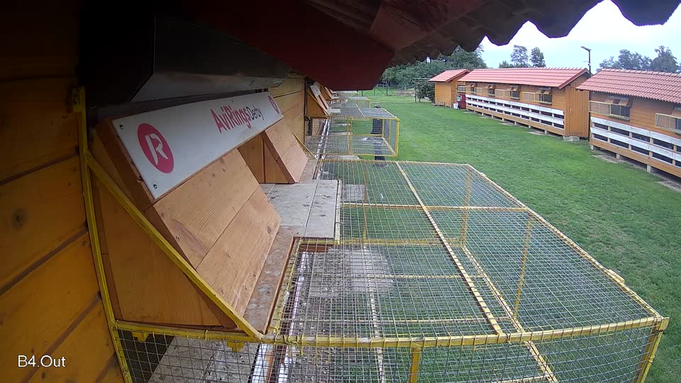 Pigeon Arrival Image For Race Final race 2