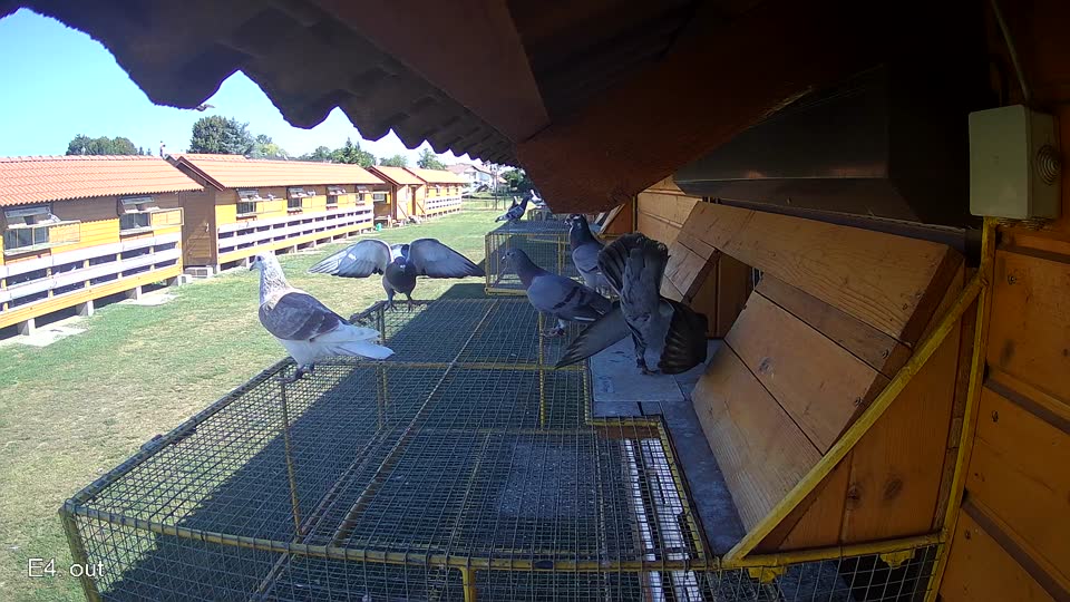 Pigeon Arrival Image For Race Race 3