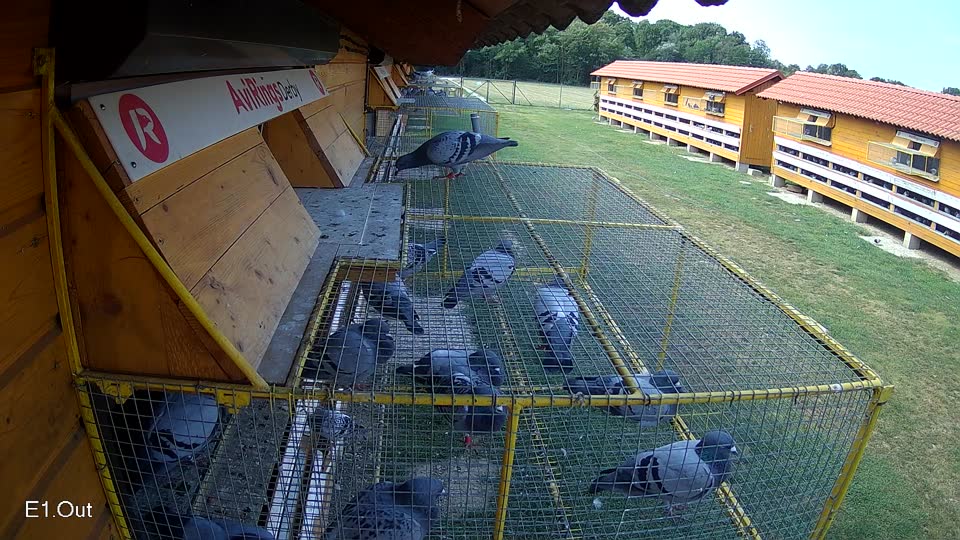 Pigeon Arrival Image For Race Race 4