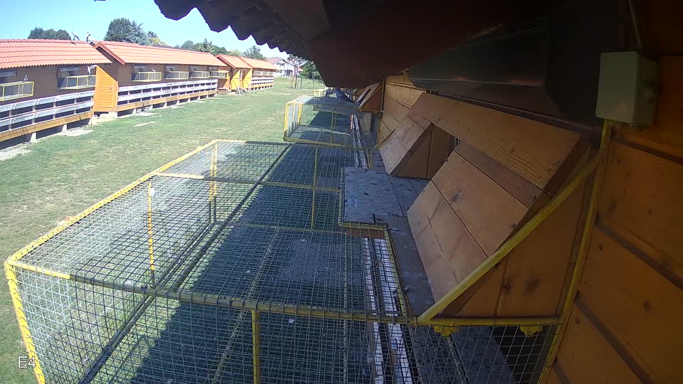 Pigeon Arrival Image For Race Race 5