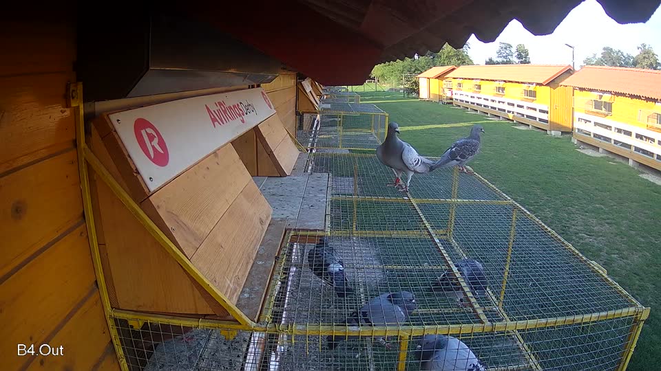 Pigeon Arrival Image For Race Race 6