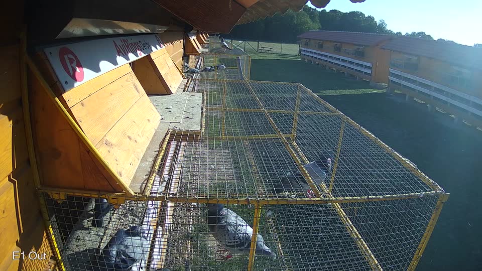Pigeon Arrival Image For Race Race 5
